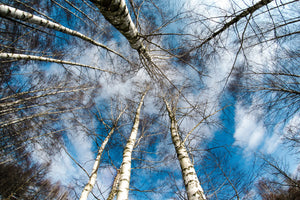 framedcanvas-print-birch-crowns