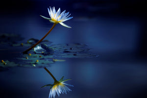 poster-print-reflection-xdb