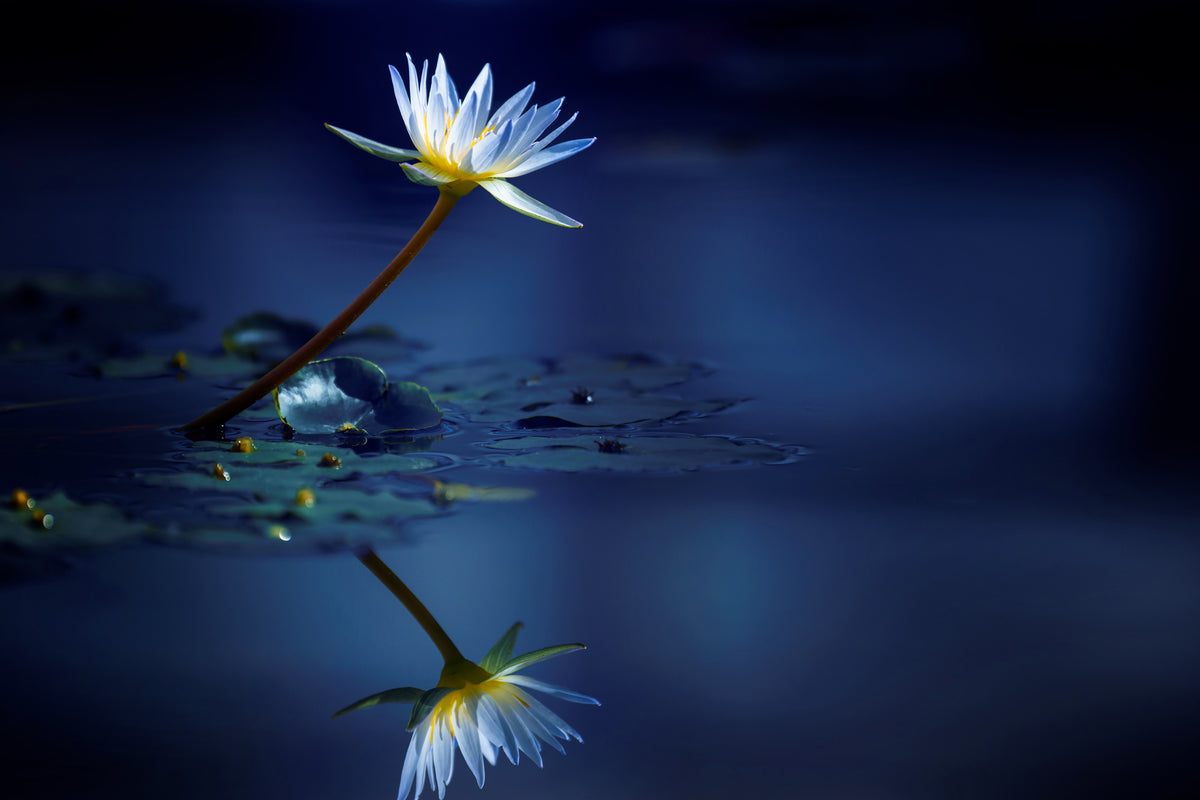poster-print-reflection-xdb