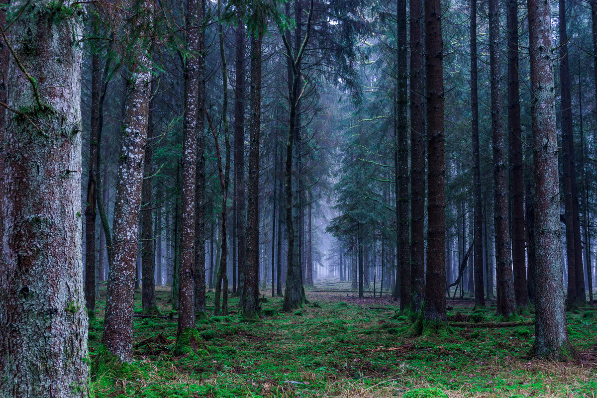 aluminium-print-fir-trees-forest