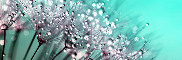 panoramic-3-piece-aluminium-print-macro-dandelion-p-panorama