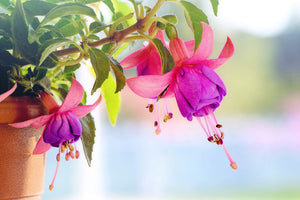 acrylic-print-the-fuchsias