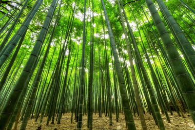 poster-print-the-bamboo-forest