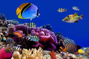 framedposter-print-world-of-fish
