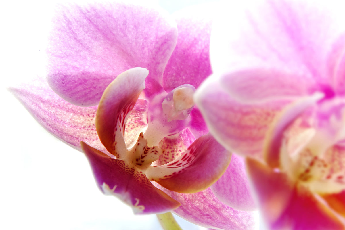 acrylic-print-magnificent-phalaenopsis