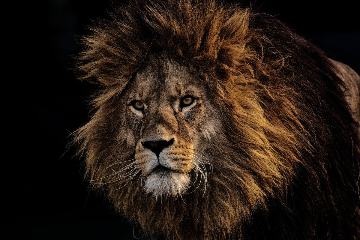 aluminium-print-portrait-of-a-lion