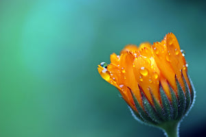 framedcanvas-print-marigold-in-morning-dew