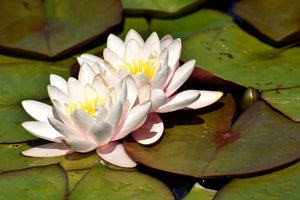 acrylic-print-water-lily-duo-in-white