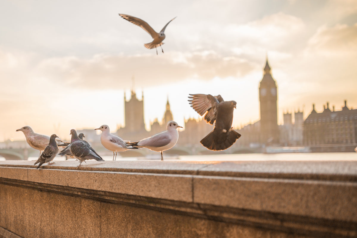 aluminium-print-the-pigeons-on-the-roof