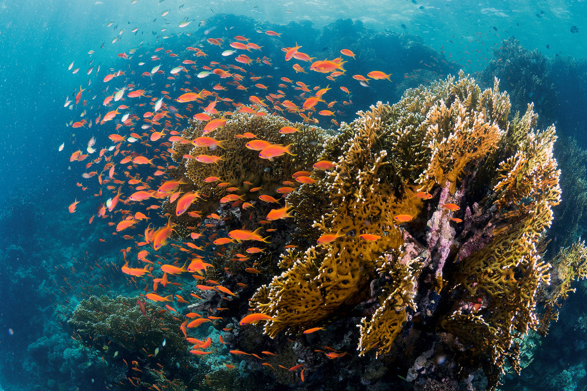 framedcanvas-print-reefscape-x