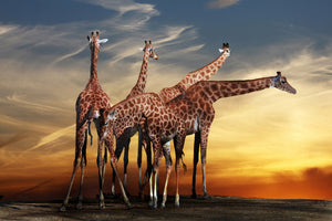 aluminium-print-girafe-at-sunset