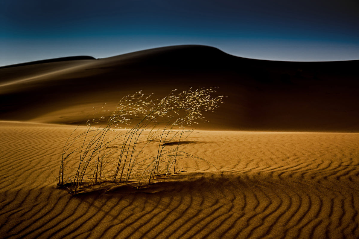 poster-print-seedasand-x