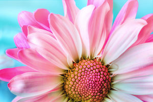 3-piece-canvas-print-colored-flower