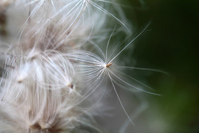 poster-print-close-up-flowers-fibers