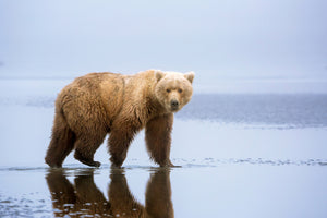 aluminium-print-the-bear-walk-x