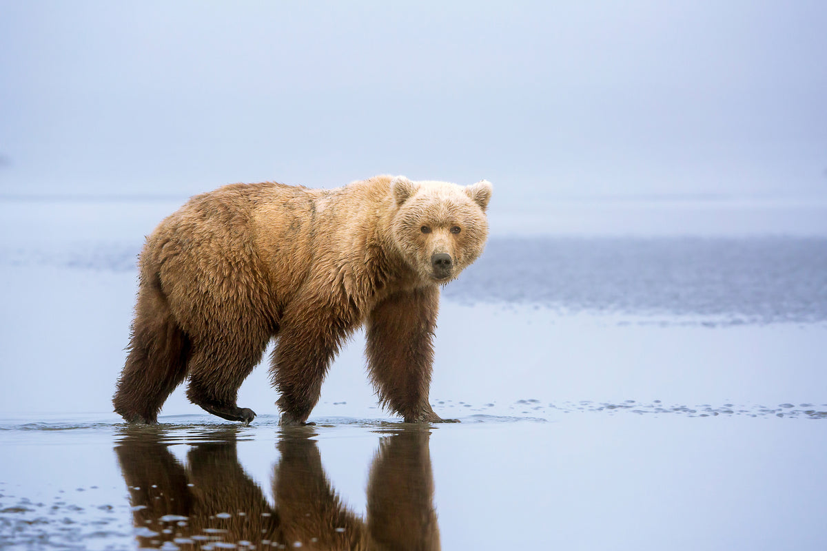 aluminium-print-the-bear-walk-x