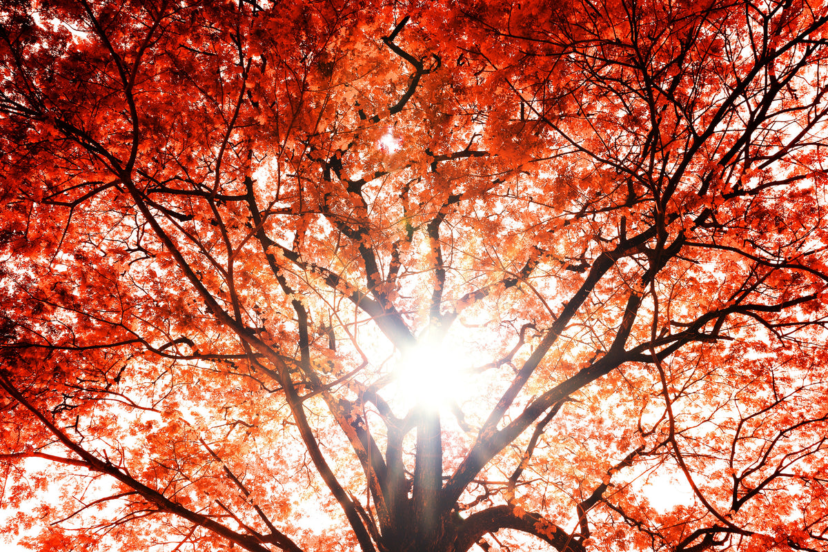 modern-3-piece-canvas-print-light-of-autumn