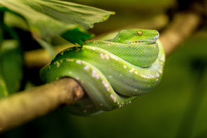 acrylic-print-green-snake