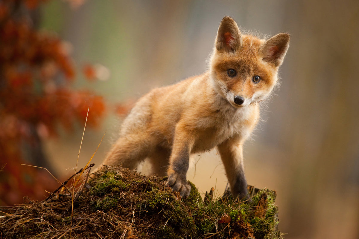 aluminium-print-fox
