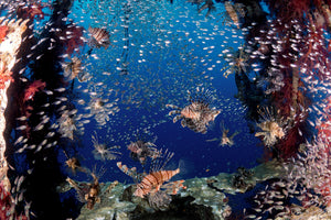framedposter-print-lionfish-party-x