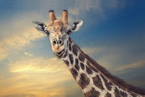 acrylic-print-the-friendly-giant