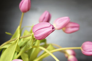 3-piece-aluminium-print-the-tulip-bouquet-in-pink