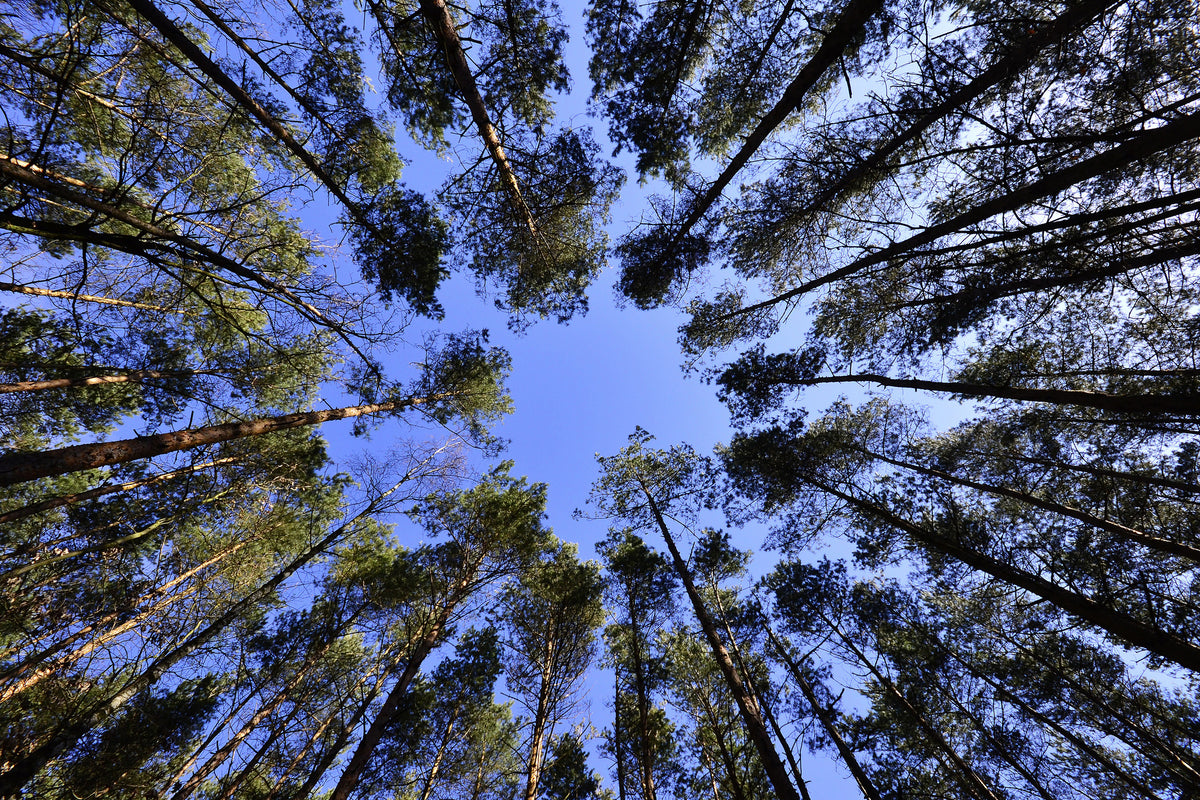 framedposter-print-under-high-treetops