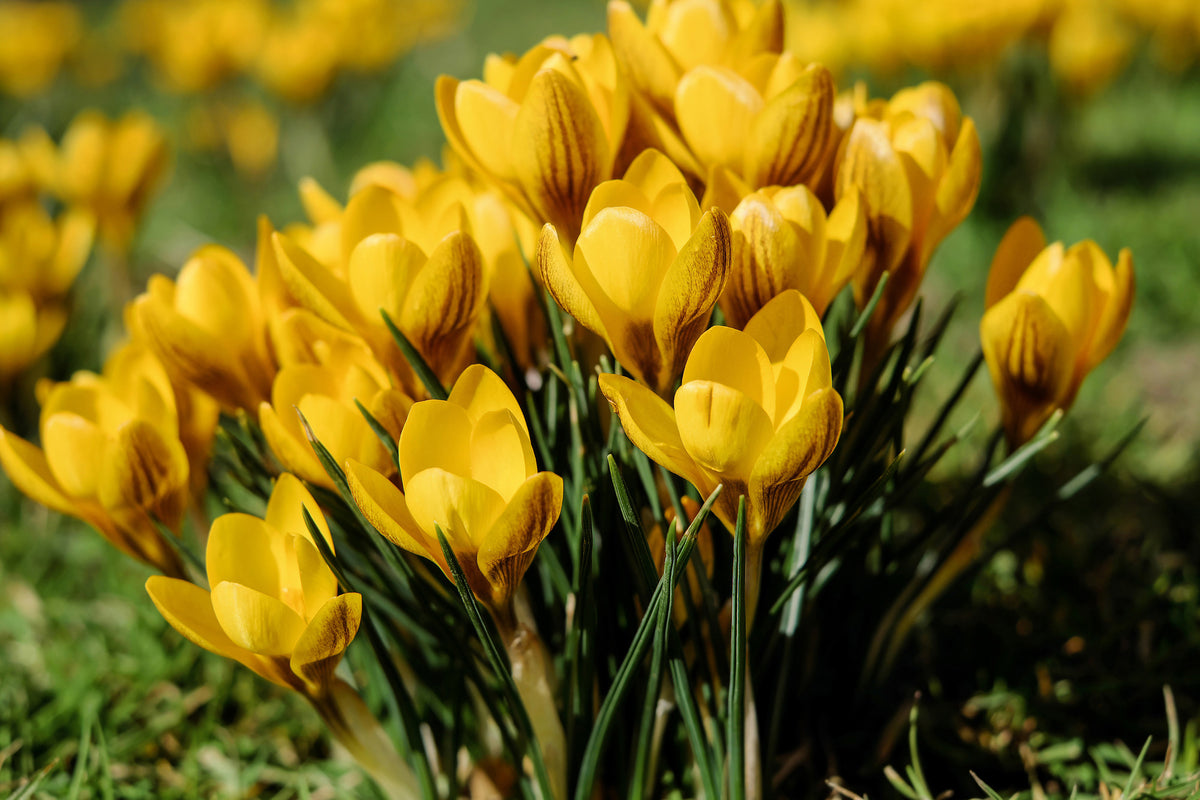 poster-print-crocuses-in-spring