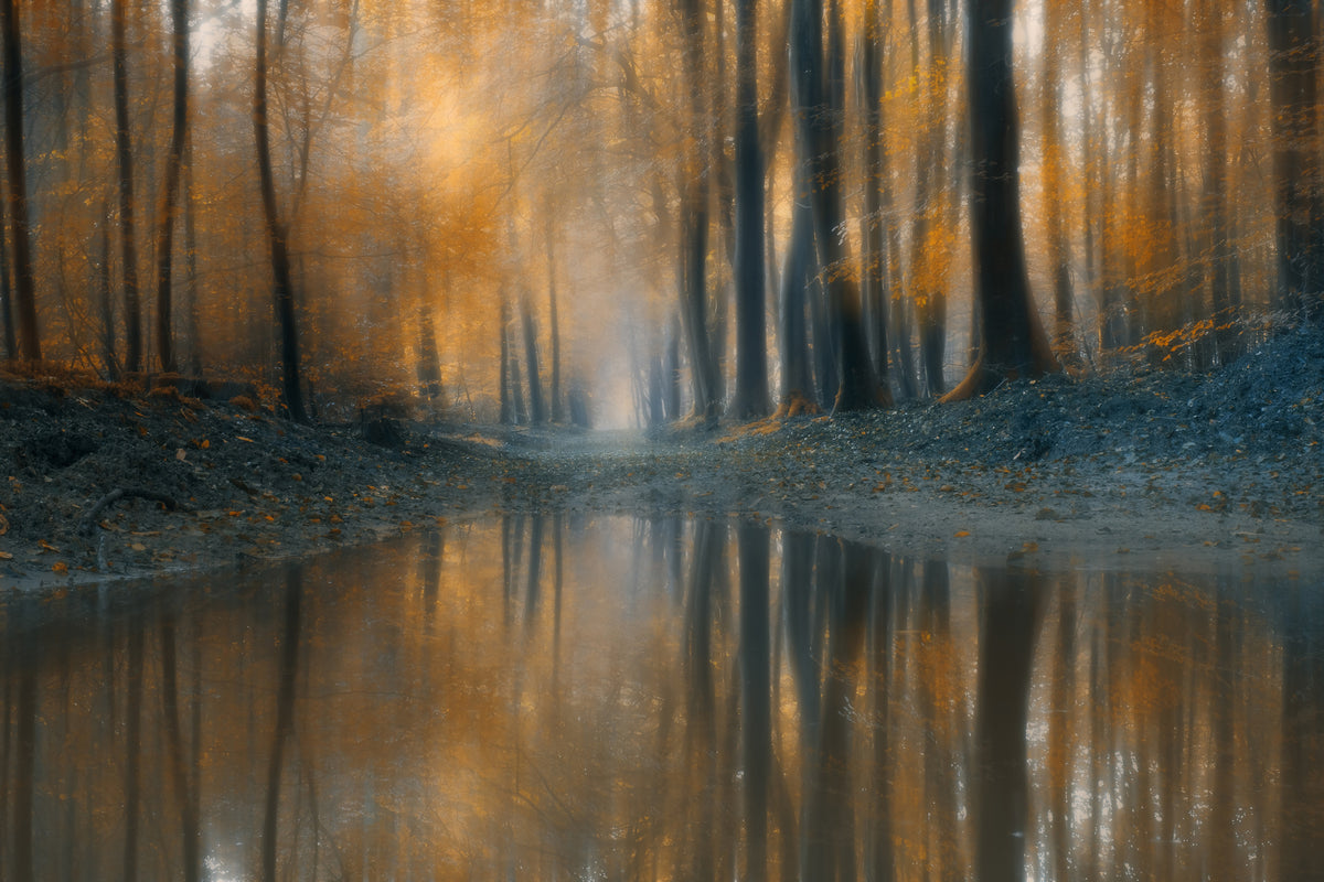 framedposter-print-the-woods-x