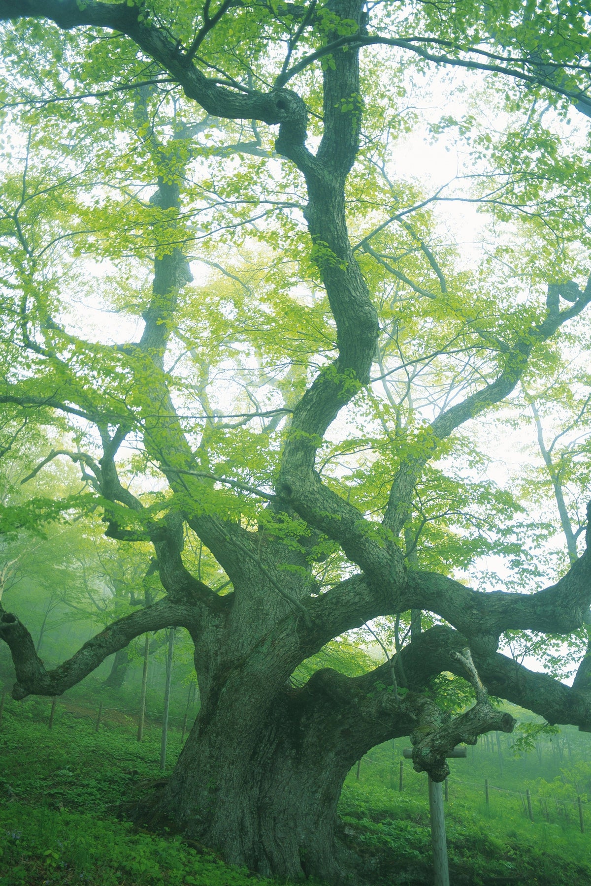 acrylic-print-the-old-tree