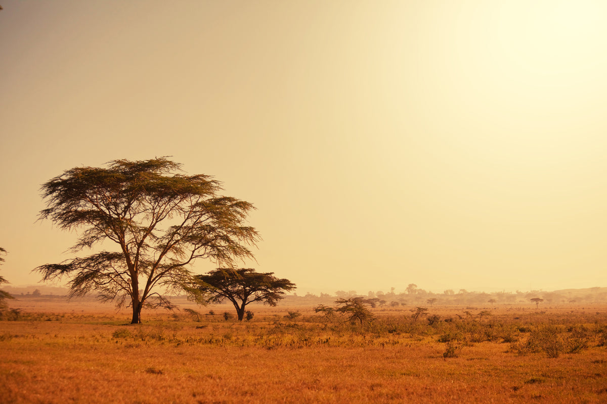 modern-3-piece-acrylic-print-pastures-in-kenya
