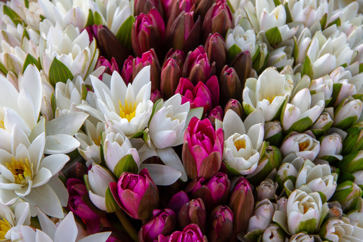 modern-3-piece-aluminium-print-a-bouquet-of-water-lilies