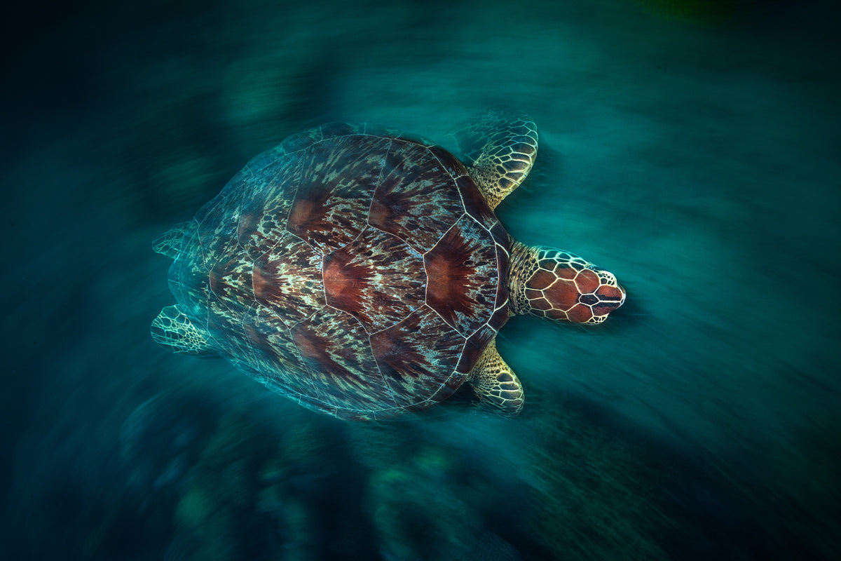 canvas-print-valocity-turtle