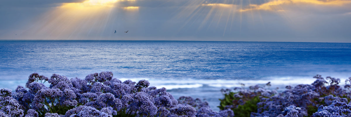 panoramic-3-piece-canvas-print-lavender-and-sea-panorama