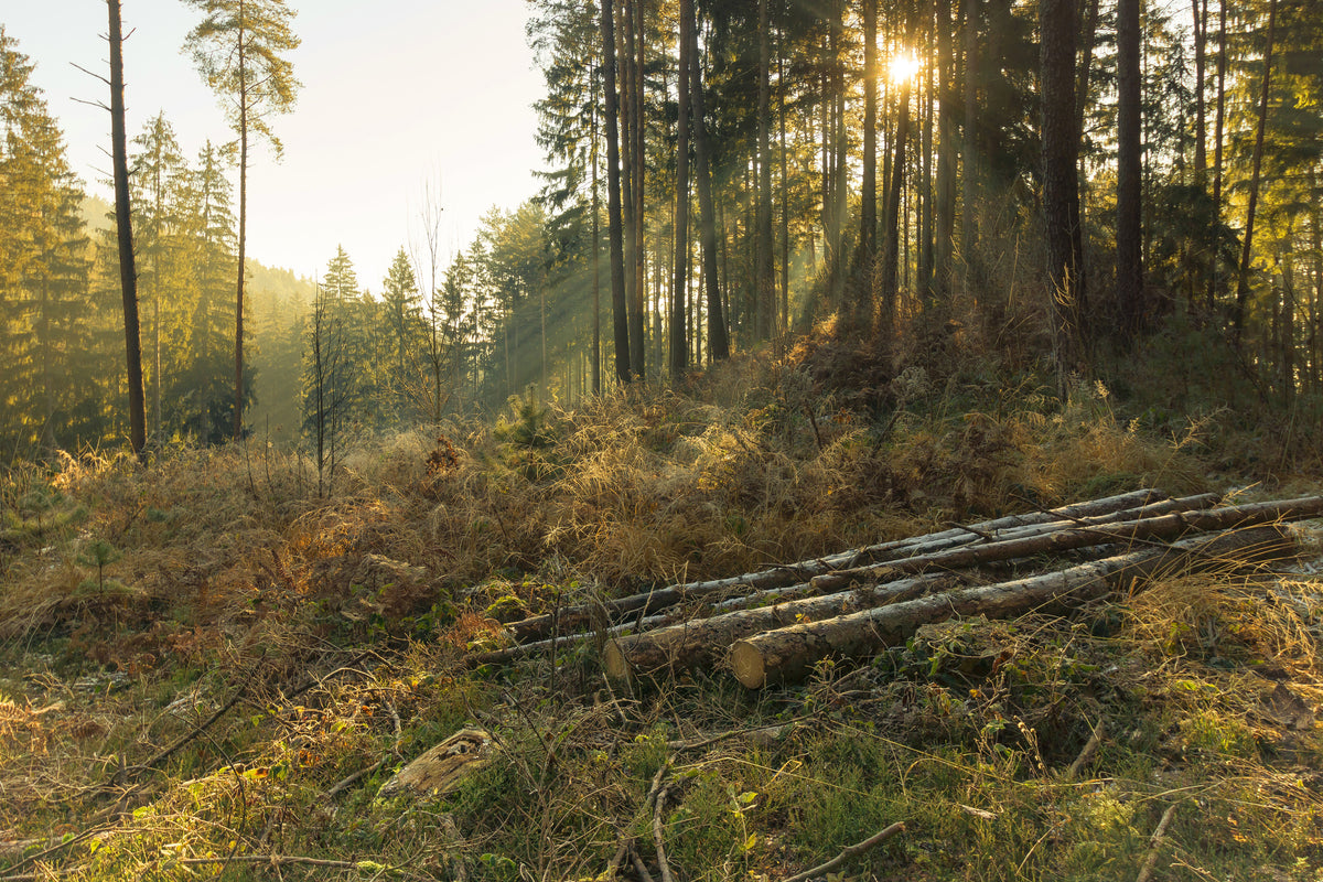 canvas-print-working-in-the-woods