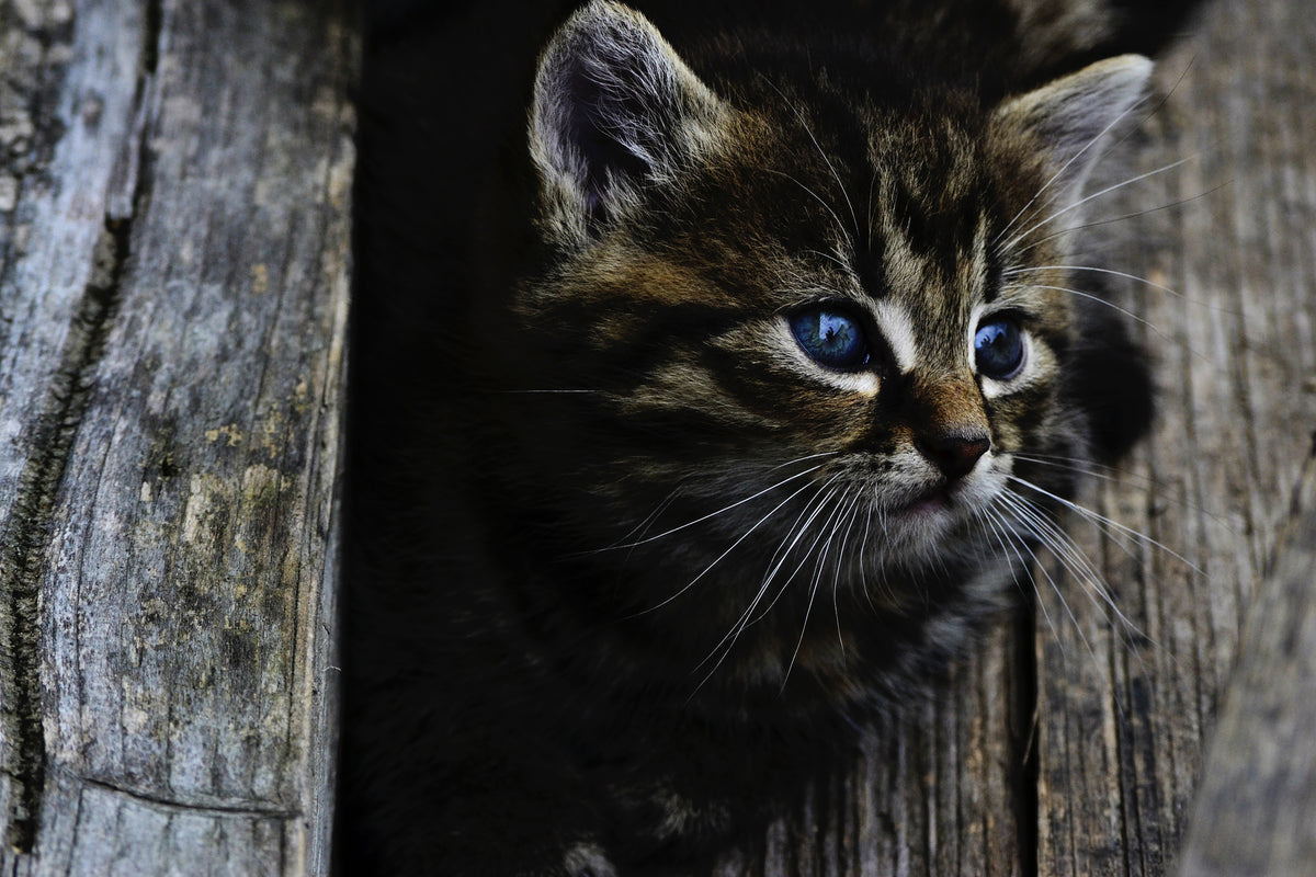 3-piece-canvas-print-cats-child