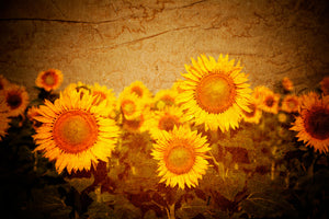 poster-print-retro-sunflower