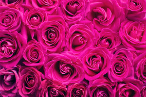 3-piece-acrylic-print-rose-petals-in-pink