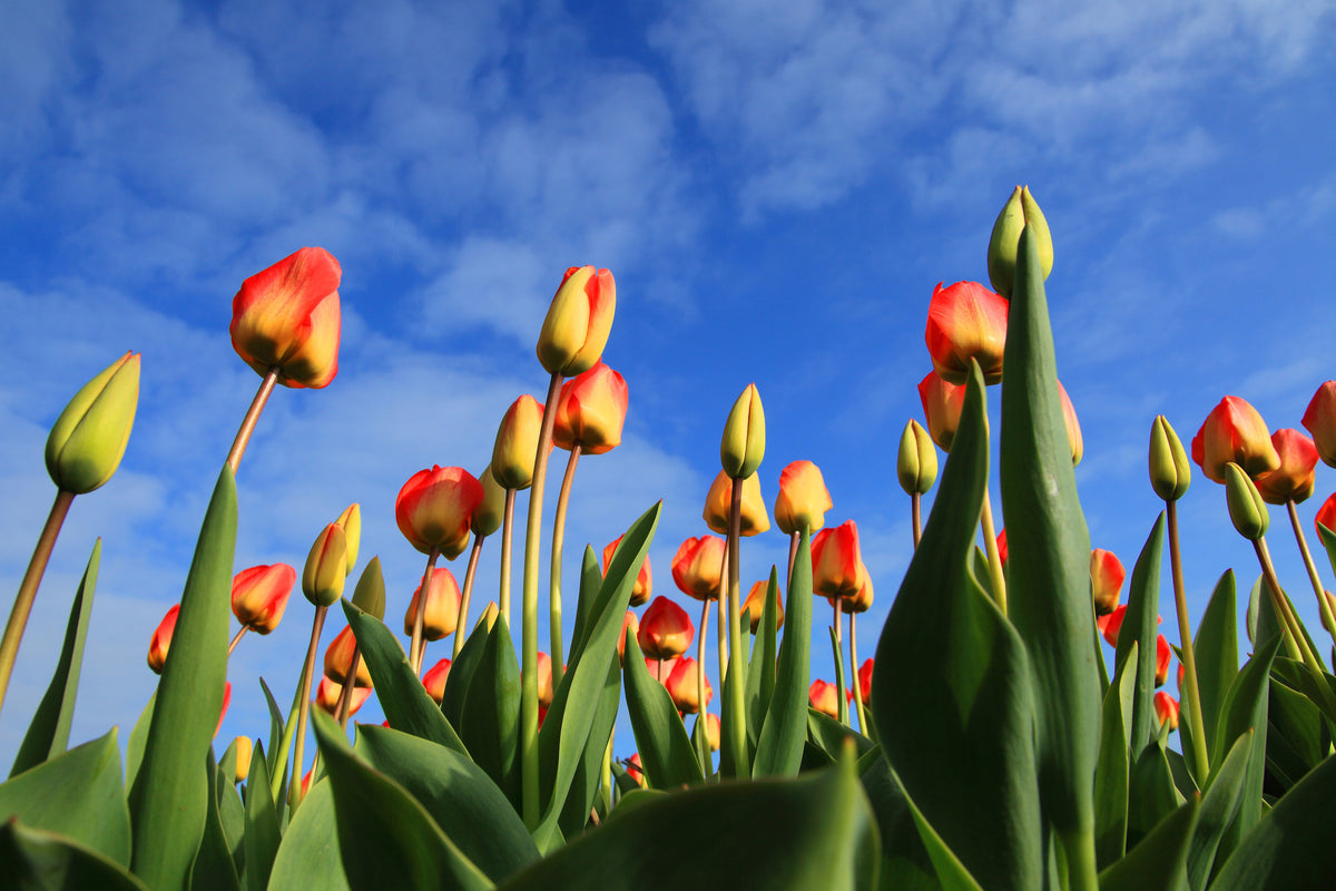 aluminium-print-tulips-tower-to-the-sky