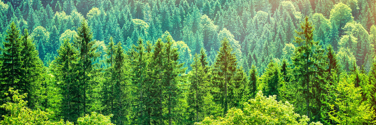panoramic-3-piece-canvas-print-the-forest-hill-panorama