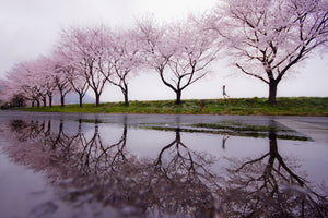 framedcanvas-print-rain-of-spring-x