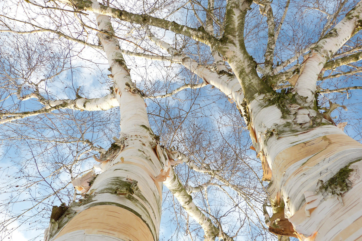 framedcanvas-print-the-2-birches
