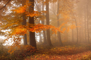 framedcanvas-print-edge-of-the-woods