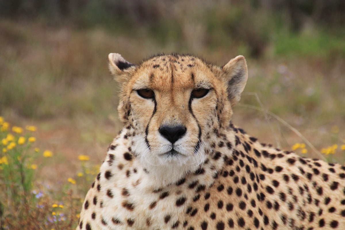 acrylic-print-cheetah-xl