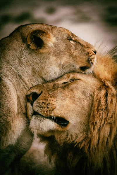 poster-print-what-is-love-x