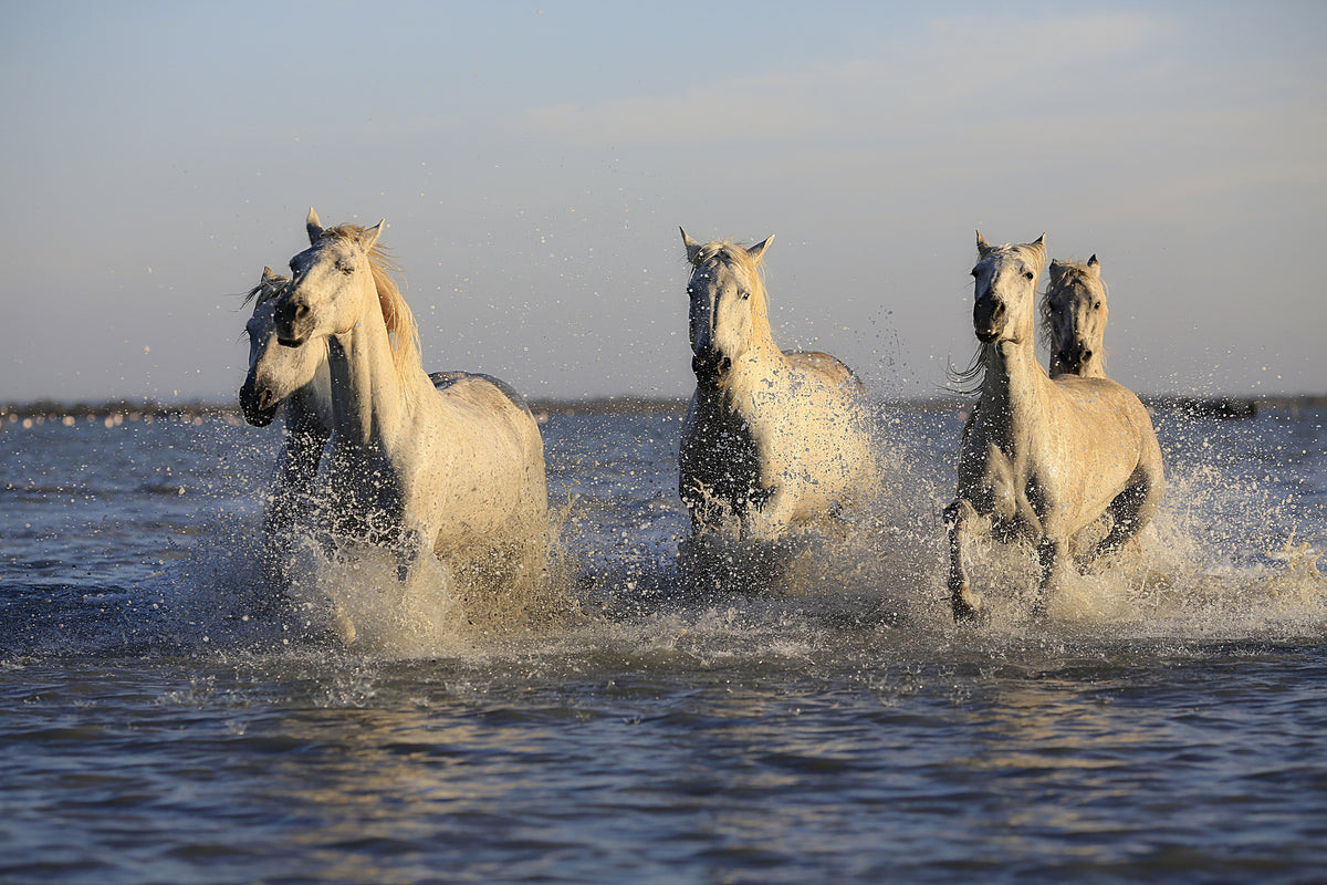 3-piece-canvas-print-horses-in-the-sea