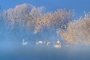 modern-3-piece-acrylic-print-blue-swan-lake