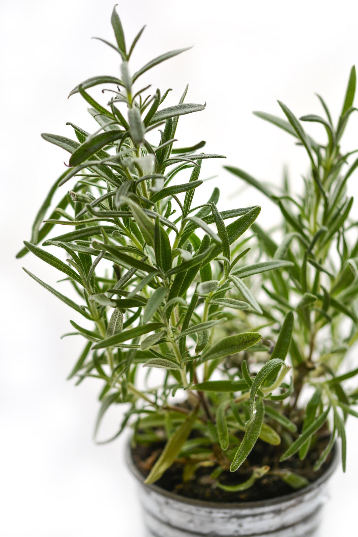 framedcanvas-print-rosemary-in-the-pot