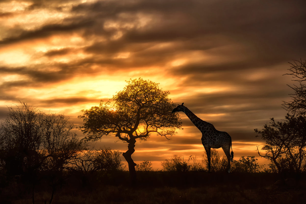 framedposter-print-african-dreams