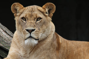 acrylic-print-proud-lioness